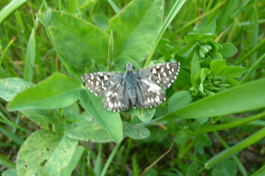 Erynnis tages e Pyrgus malvoides